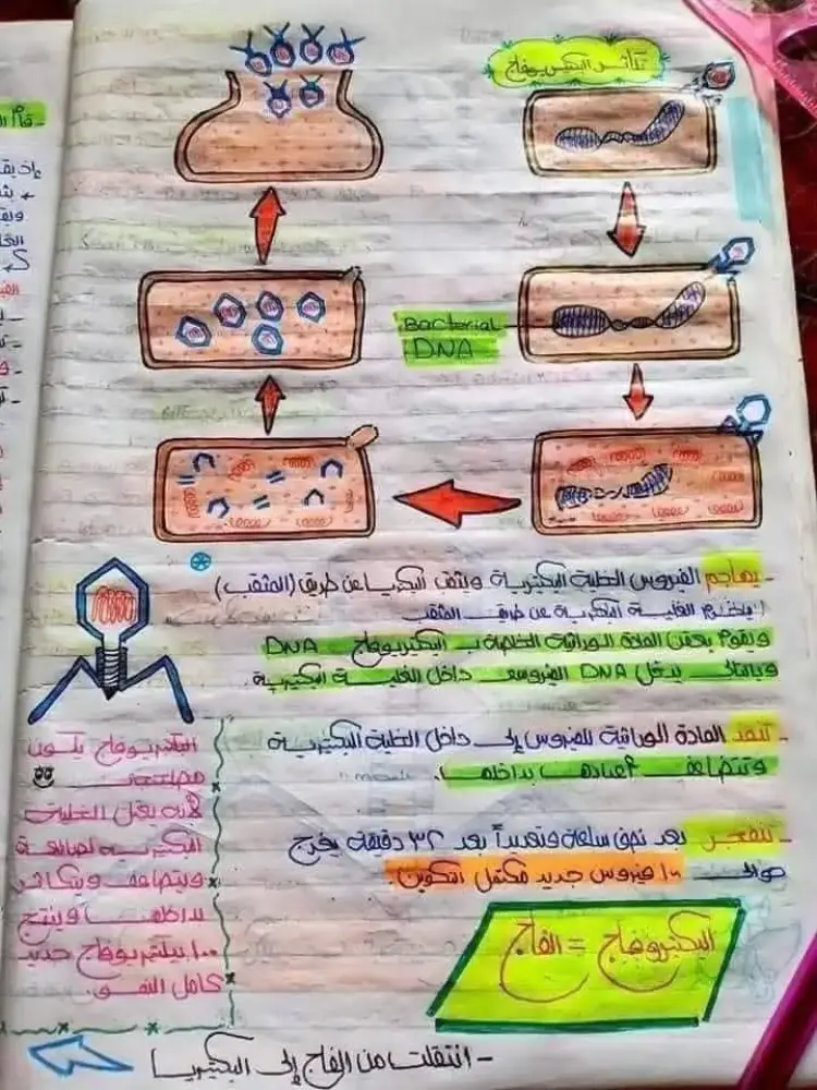 ملخص DNA في مادة الأحياء لطلاب الثانوية العامة 2026.. راجع قبل الامتحان - منهج مجاني