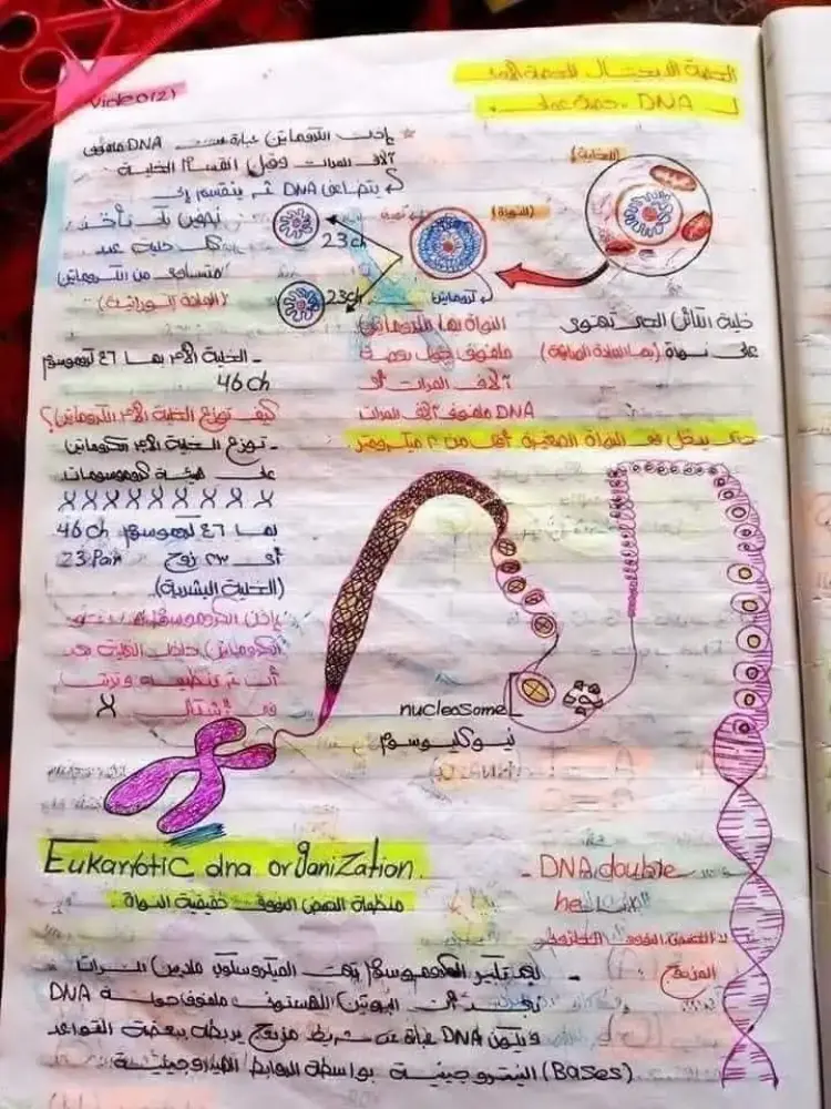 ملخص DNA في مادة الأحياء لطلاب الثانوية العامة 2026.. راجع قبل الامتحان - منهج مجاني