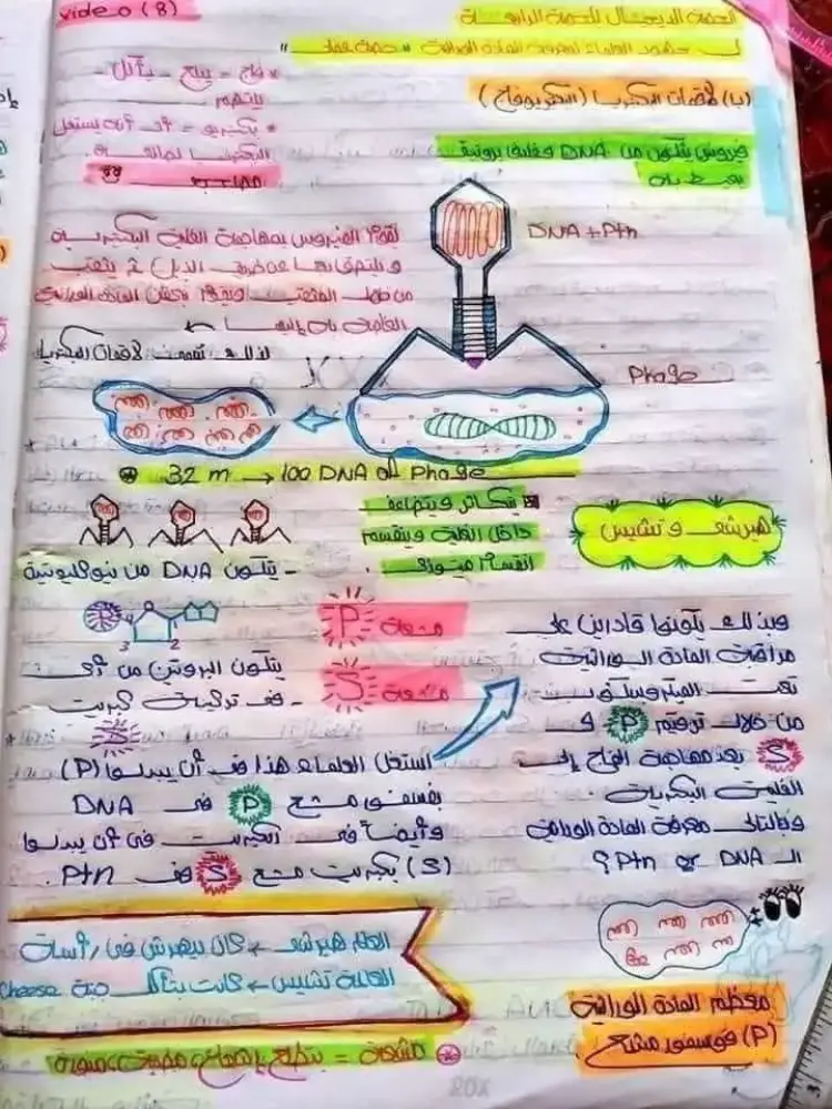 ملخص DNA في مادة الأحياء لطلاب الثانوية العامة 2026.. راجع قبل الامتحان - منهج مجاني