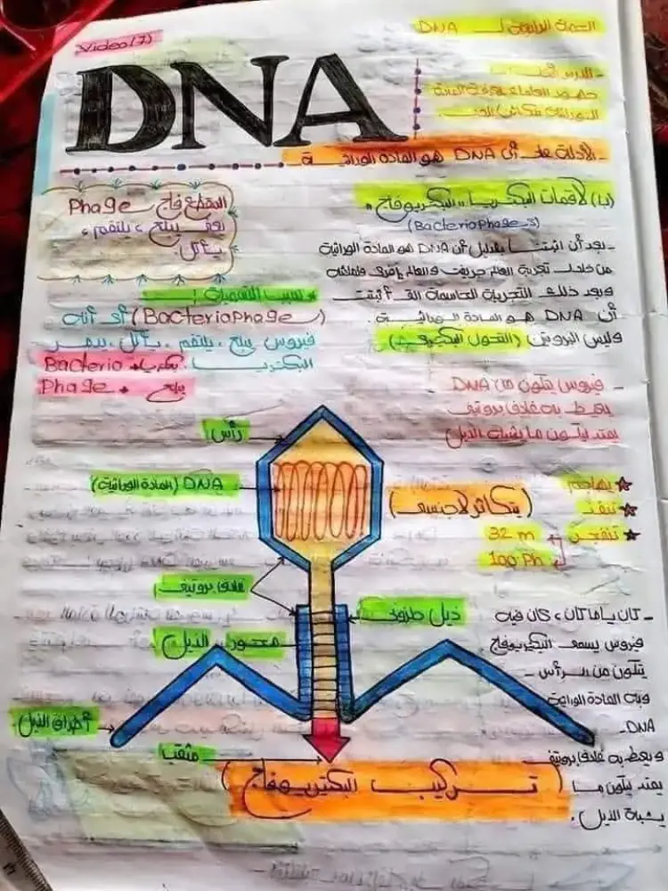 ملخص DNA في مادة الأحياء لطلاب الثانوية العامة 2026.. راجع قبل الامتحان - منهج مجاني