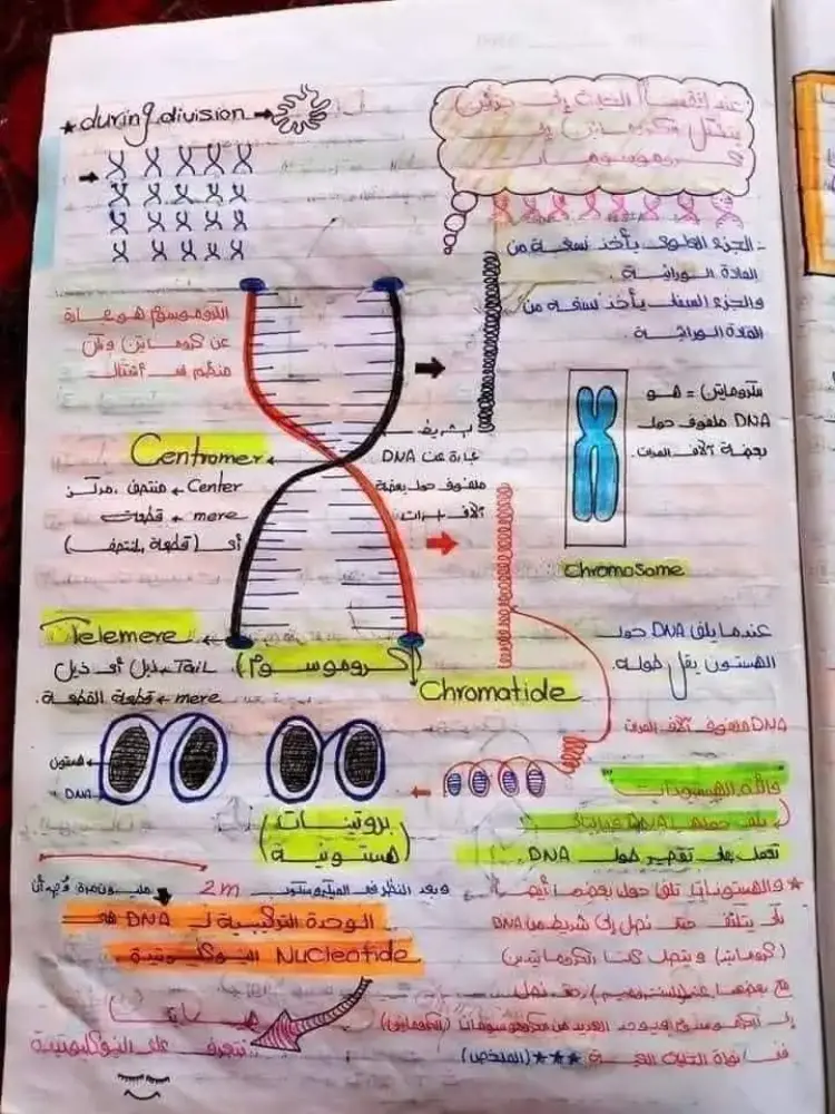 ملخص DNA في مادة الأحياء لطلاب الثانوية العامة 2026.. راجع قبل الامتحان - منهج مجاني