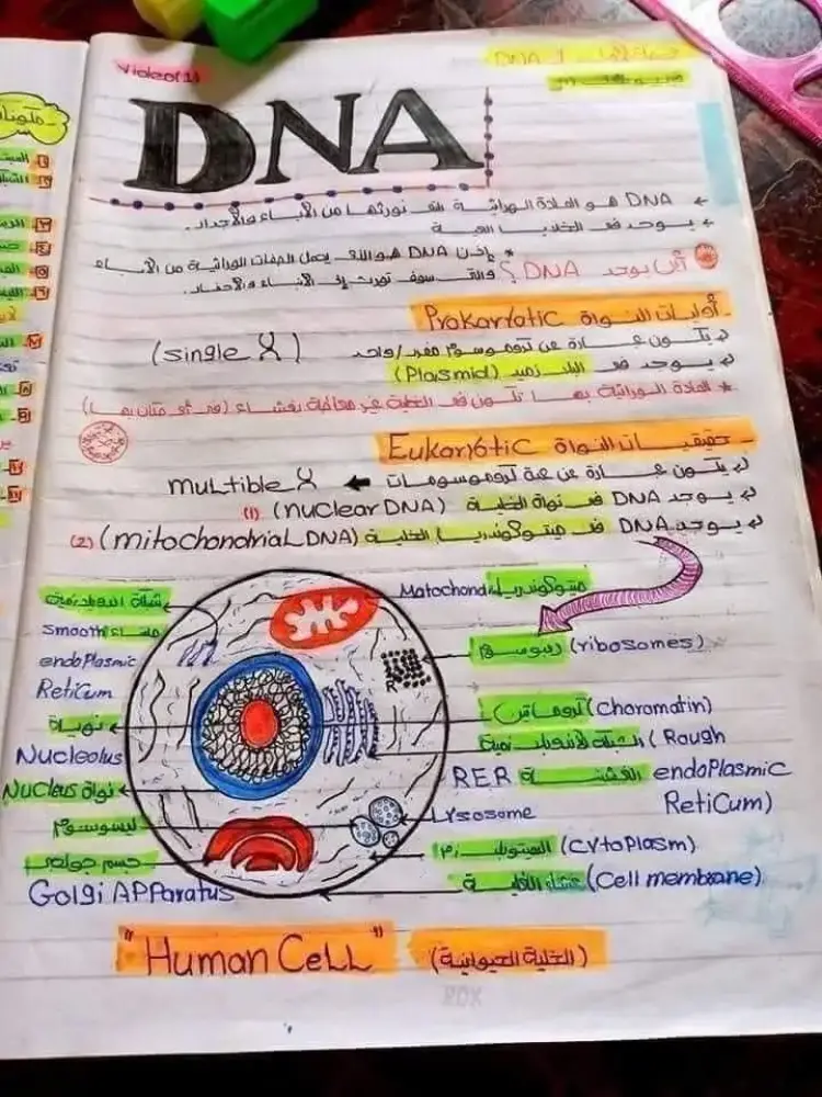 ملخص DNA في مادة الأحياء لطلاب الثانوية العامة 2026.. راجع قبل الامتحان - منهج مجاني