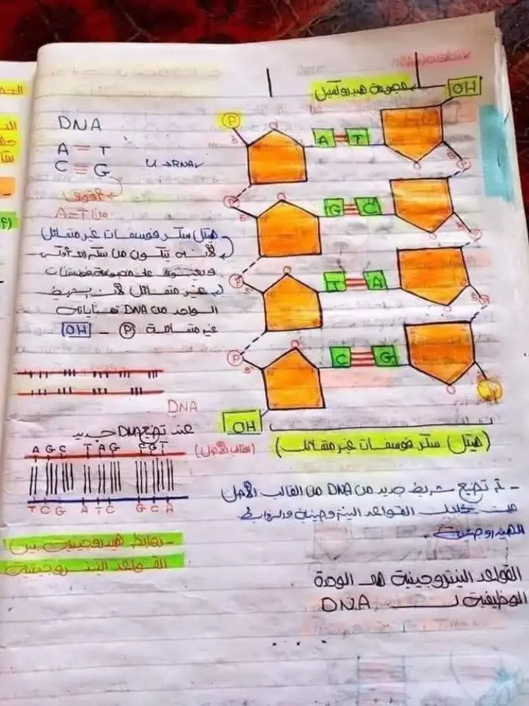ملخص DNA في مادة الأحياء لطلاب الثانوية العامة 2026.. راجع قبل الامتحان - منهج مجاني