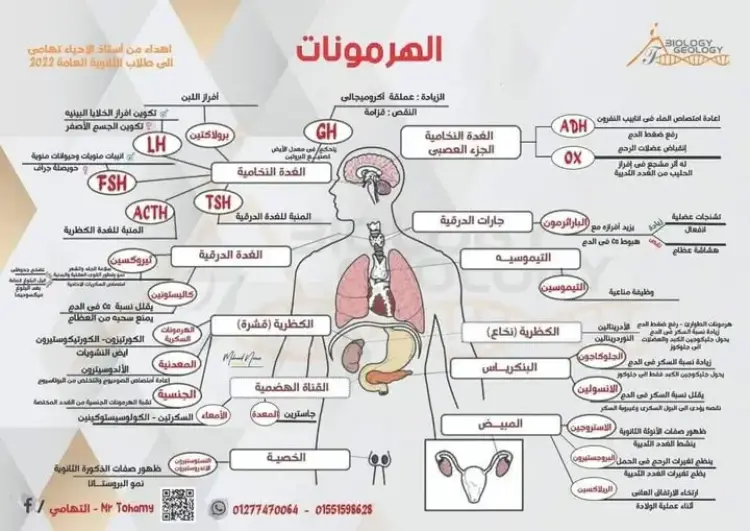 ملخص الهرمونات في مادة الأحياء لطلاب الثانوية العامة 2026 في ورقة واحدة - منهج مجاني